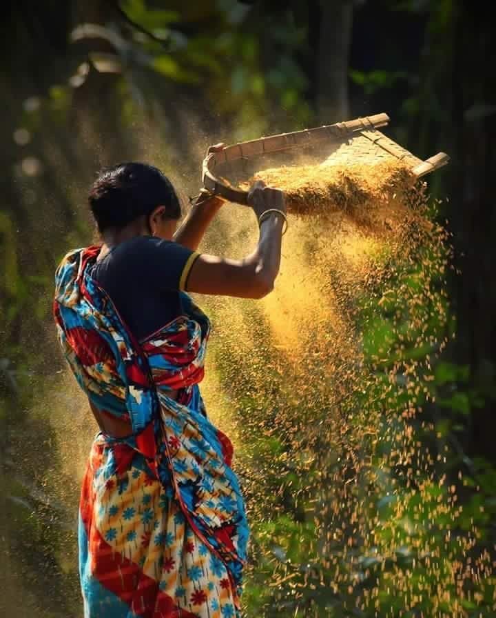 Tractor Operated Reaper Cum Binder